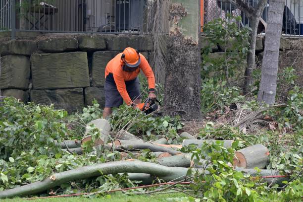 Best Tree Trimming and Pruning  in Bawcomville, LA